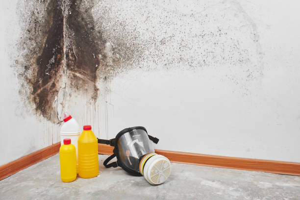 Best Mold removal after water damage  in Frankfort, IL